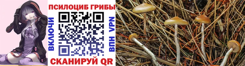 MEGA ONION  Дмитров  Галлюциногенные грибы Magic Shrooms 